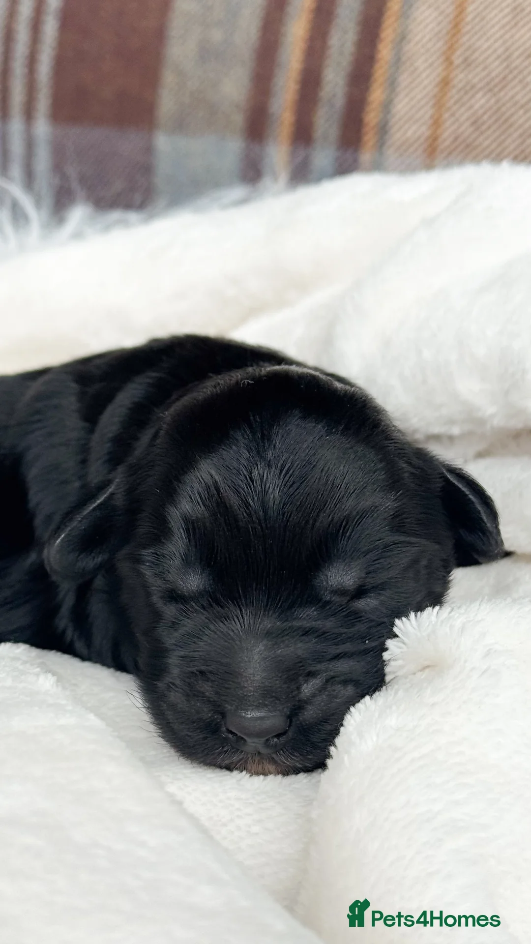 Australian Labradoodle dogs for sale: Five Australian Labradoodle puppies - Advert 8