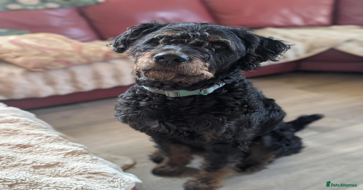 Rottweiler Puppies for sale in Lincolnshire | Pets4Homes