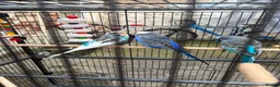 Budgerigars birds for sale: Pair of budgies  - Advert 2