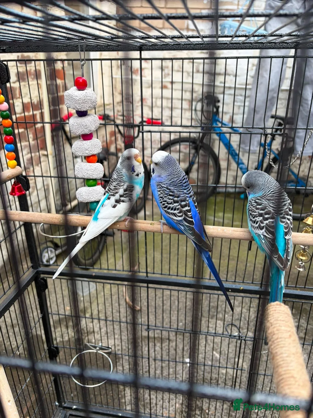 Budgerigars birds for sale: Pair of budgies  - Advert 2