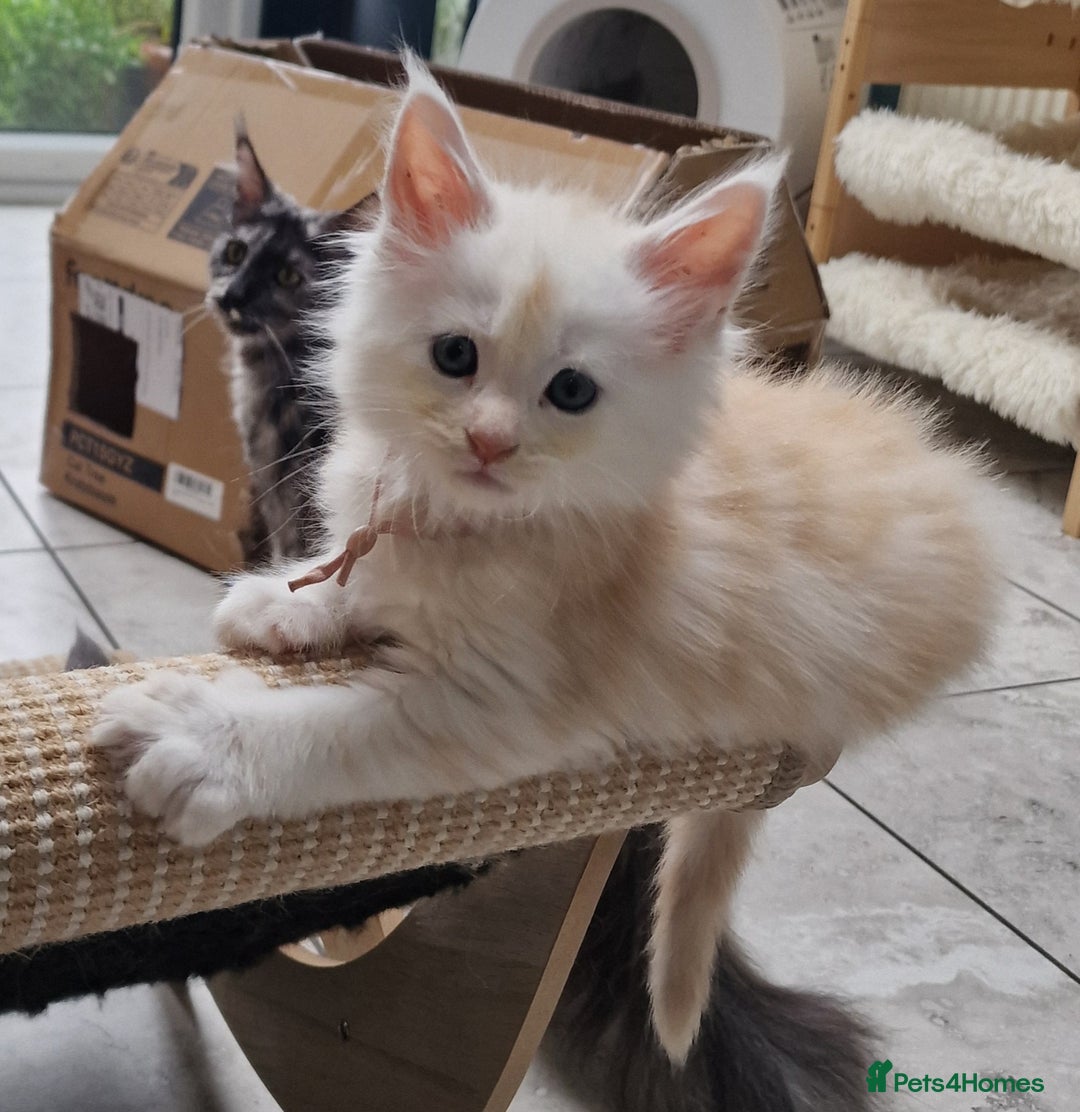 Maine Coon cats for sale: Beautiful Fluffy Maine Coon Kittens - Image 15