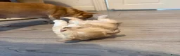 Chihuahua dogs for sale: Beautiful chihuahua boy - Advert 6