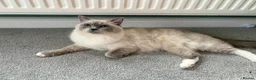 Ragdoll cats for sale: Active GCCF & TICA registered breeding ragdoll - Advert 3