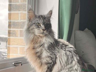 Maine Coon cats beautiful 3 girls Pure Maincoon - Advert 1