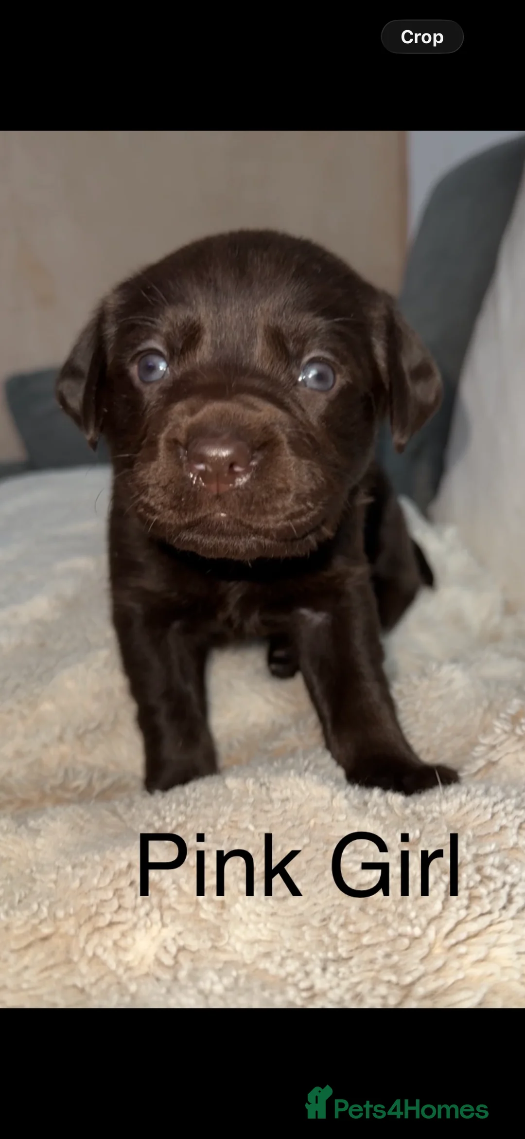 Labrador Retriever dogs for sale: Stunning chocolate Labrador puppies  - Advert 5