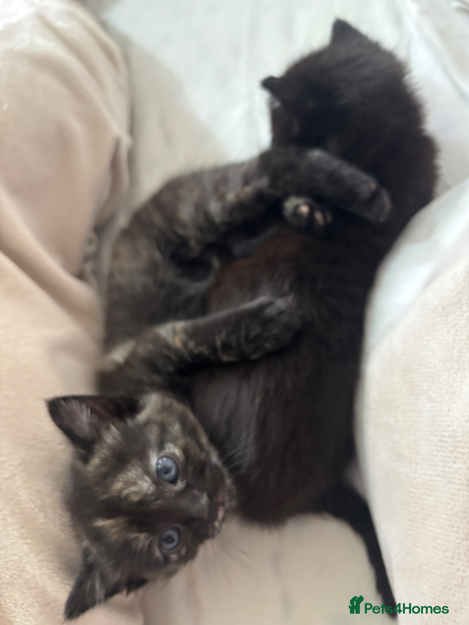 Mixed Breed cats Beautiful Kittens Ready for Loving Homes - Advert 1