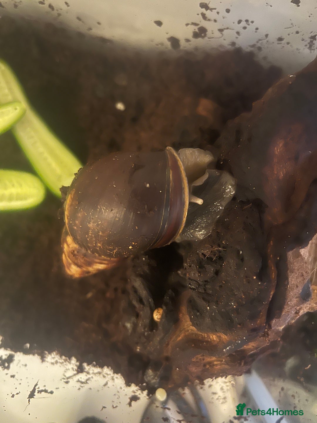 Snails invertebrates for sale: Giant African Land Snails - Image 12