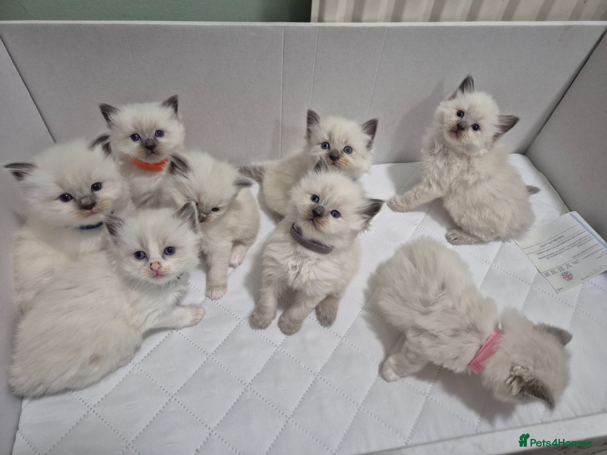 Ragdoll cats Ragdoll kittens  - Advert 3