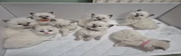 Ragdoll cats for sale: Ragdoll kittens  - Advert 1