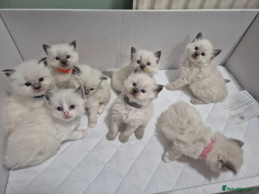 Ragdoll cats for sale: Ragdoll kittens  - Advert 1