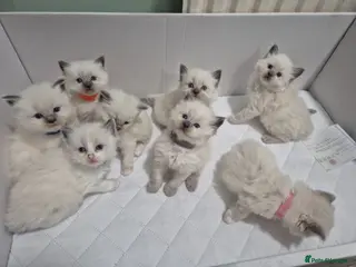 Ragdoll cats Ragdoll kittens - Advert 3