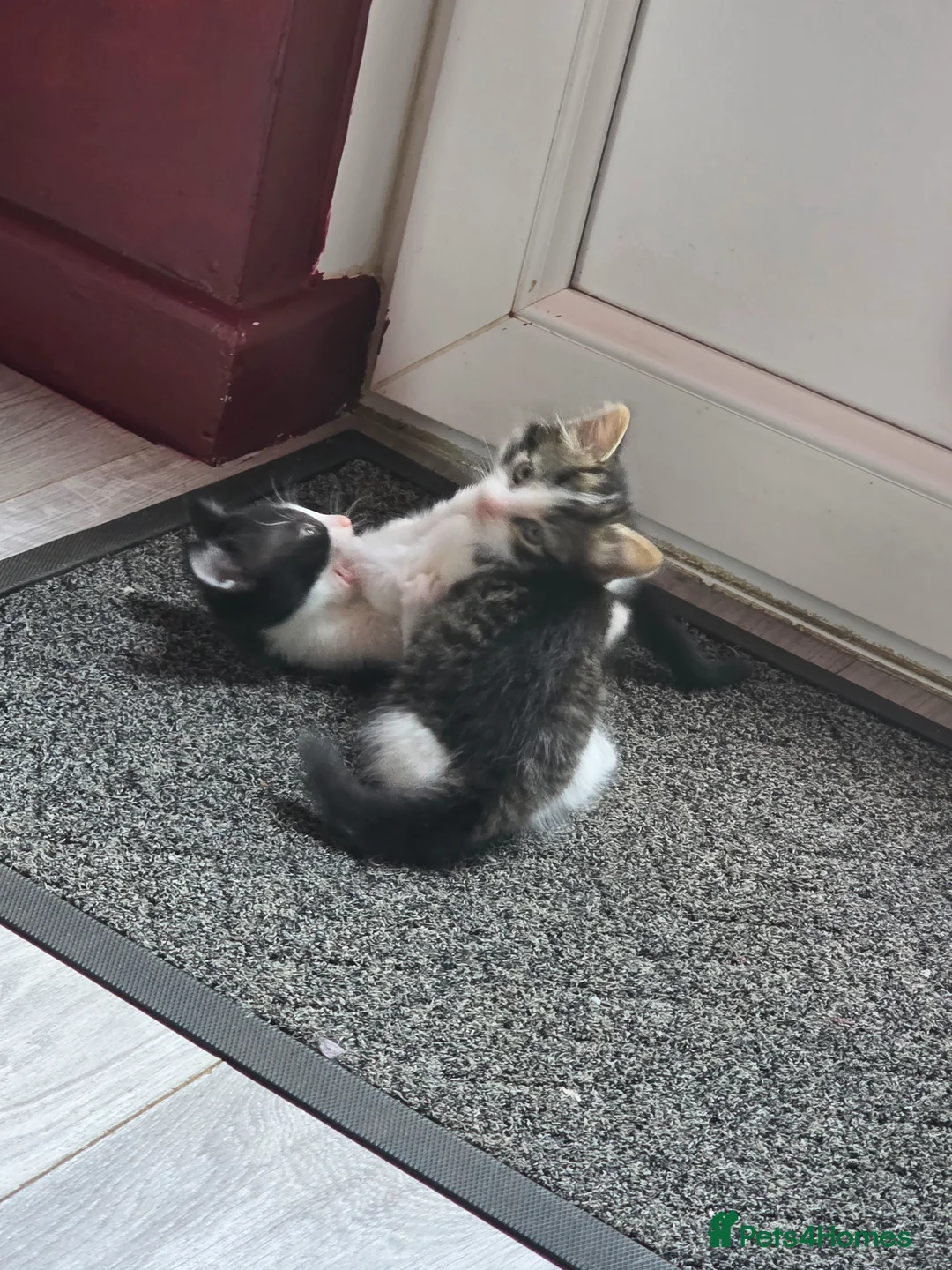 Mixed Breed cats for sale: Gorgeous part Bengal kittens need forever homes  - Advert 2