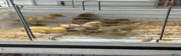 Mixed Breed poultry for sale: Beautiful Runner Duckling Chicks & Bantam Chicks in Bridgwater - Advert 7