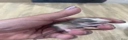Rat rodents for sale: Baby Dumbo Rats - Advert 14
