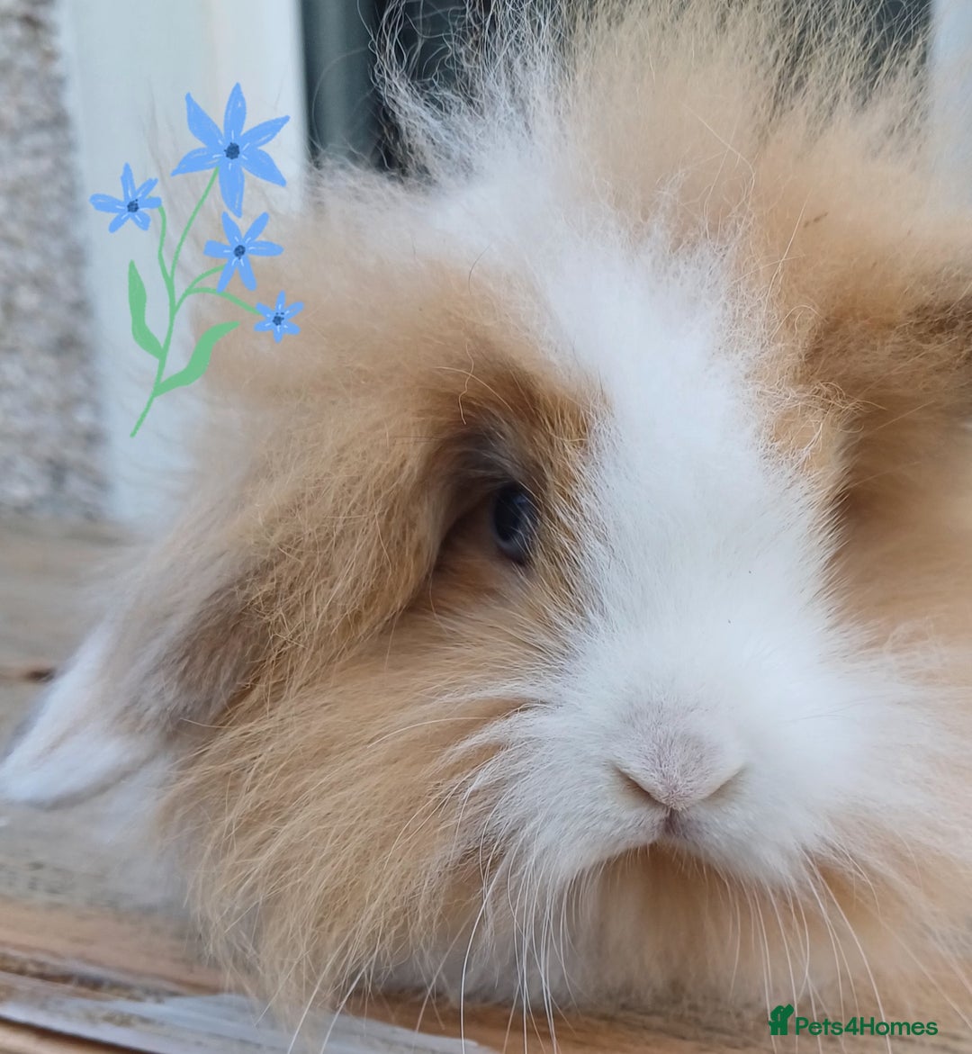 Mini Lion Lop rabbits for sale: Mini lion lops ready now 🥰 - Image 1