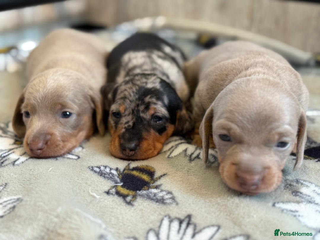 Miniature Dachshund dogs for stud: Winston  - Advert 5