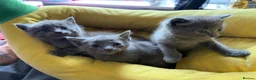 Mixed Breed cats for sale: Beautiful, full grey kittens. in Stockport - Advert 5