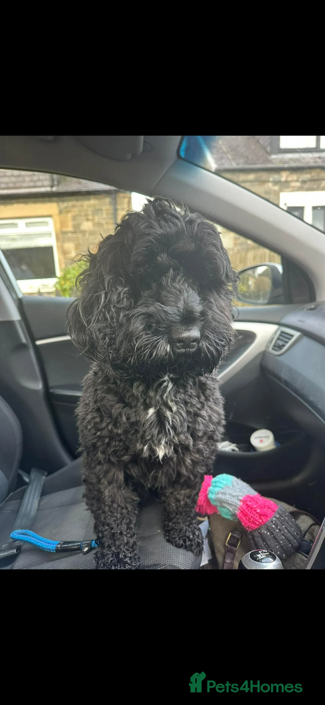 Cockapoo dogs for sale: Stunning cockapoo puppies  - Advert 2
