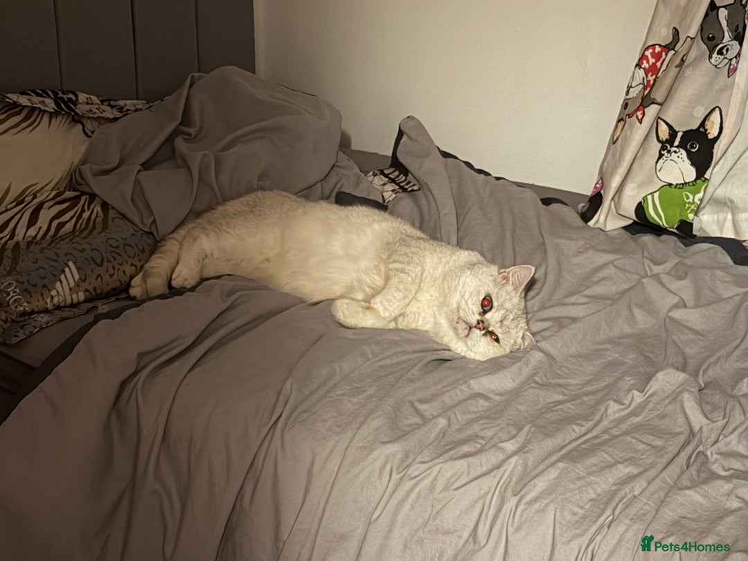 British Shorthair cats for sale: Cream/gray male British shorthair - Advert 3