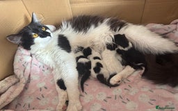 Domestic Shorthair cats for sale: Beautiful litter of kittens - Image 18