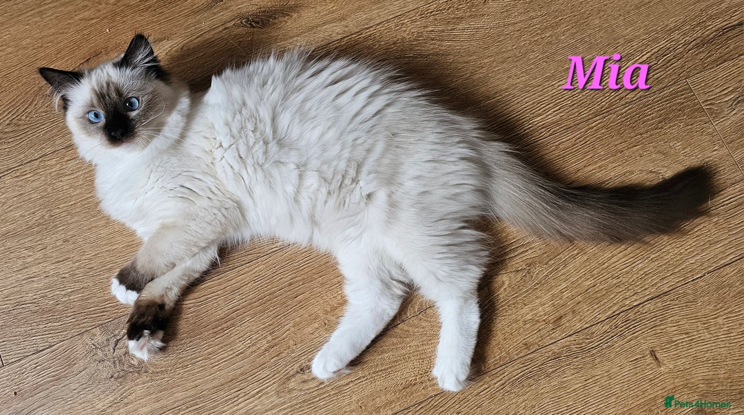 Ragdoll cats for sale: Only 2 girls left,Champion blood, TICA kittens in Nelson - Image 22