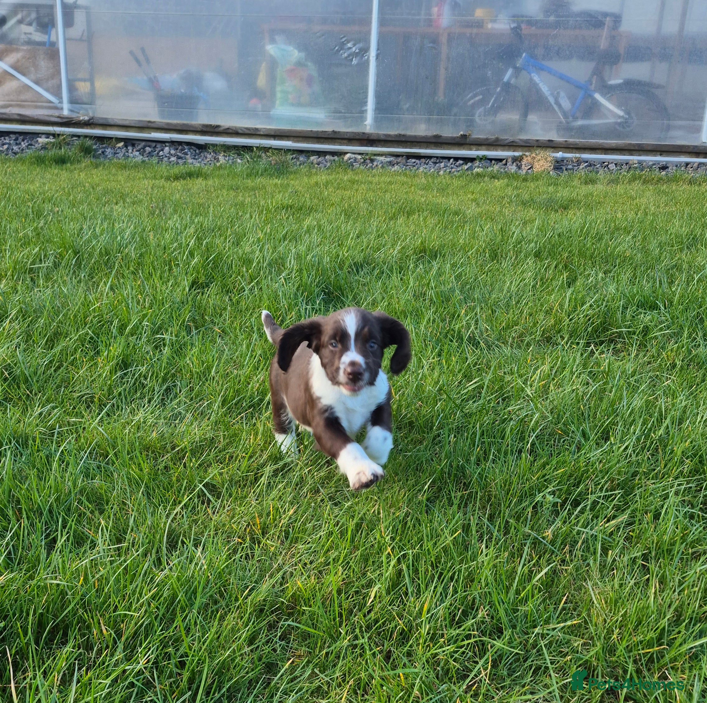 English Springer Spaniel dogs KC Reg English Springer Spaniel Pups - Advert 13