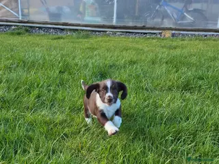 English Springer Spaniel dogs KC Reg English Springer Spaniel Pups - Advert 13