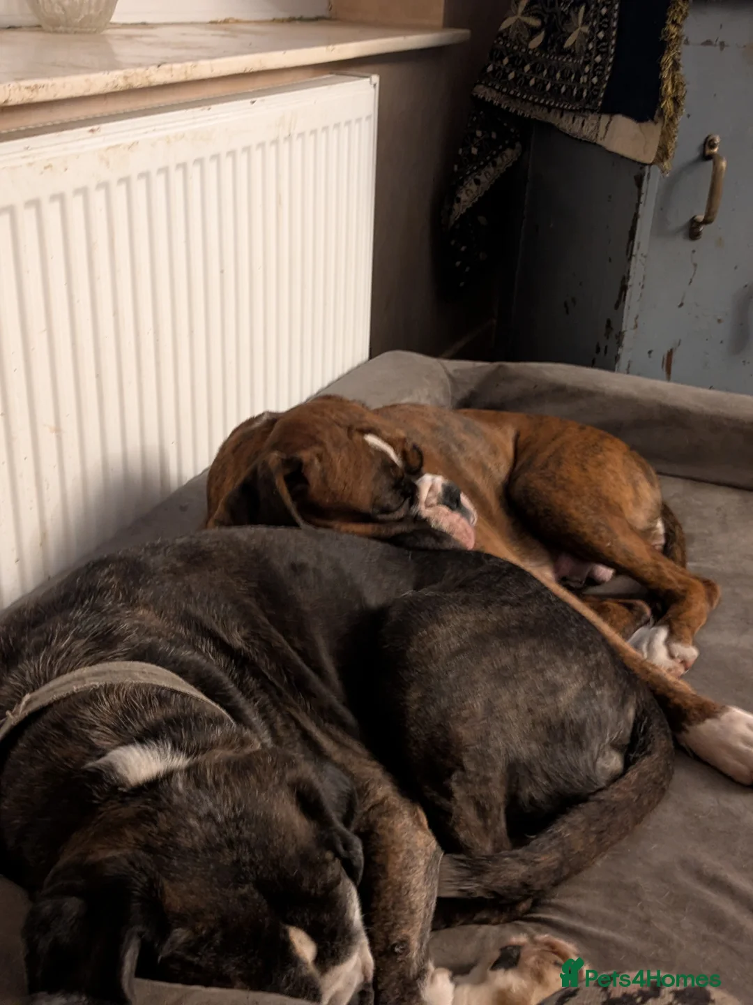 Boxer dogs for sale: Beautiful litter from KC registered mother - Advert 3