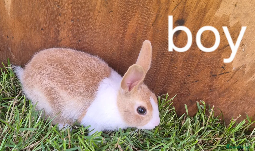 Dutch rabbits for sale: Dutch rabbits  - Advert 7