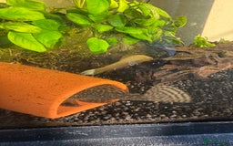 Tetras fish for sale: Fish and tank  - Image 6