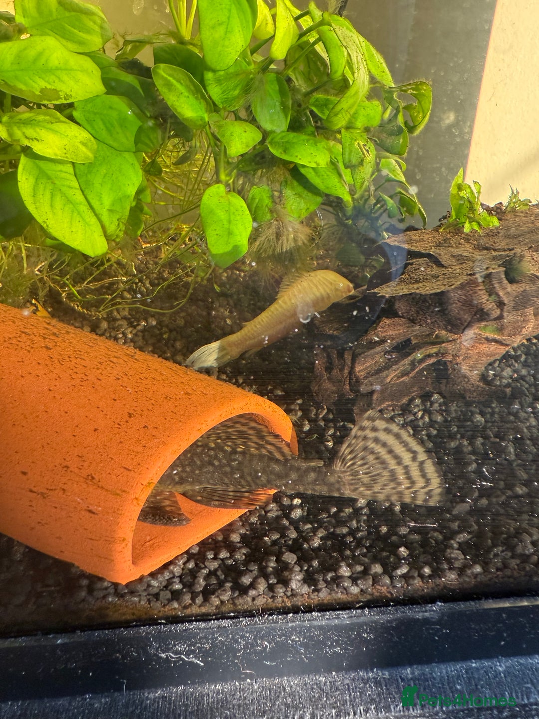 Tetras fish for sale: Fish and tank  - Image 6