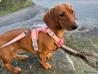 Miniature Dachshund dogs 2 yr old Miniature daschund - Advert 3