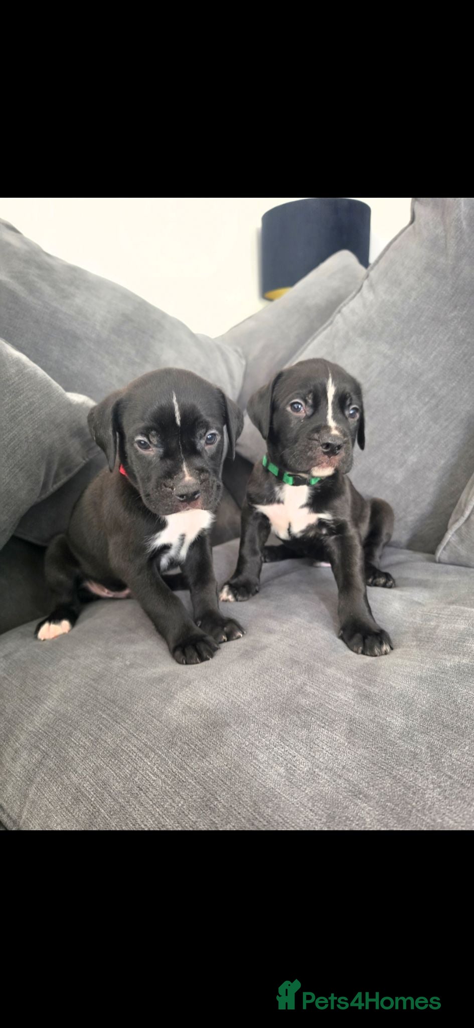 Presa Canario dogs Pressa canario puppys  - Advert 11