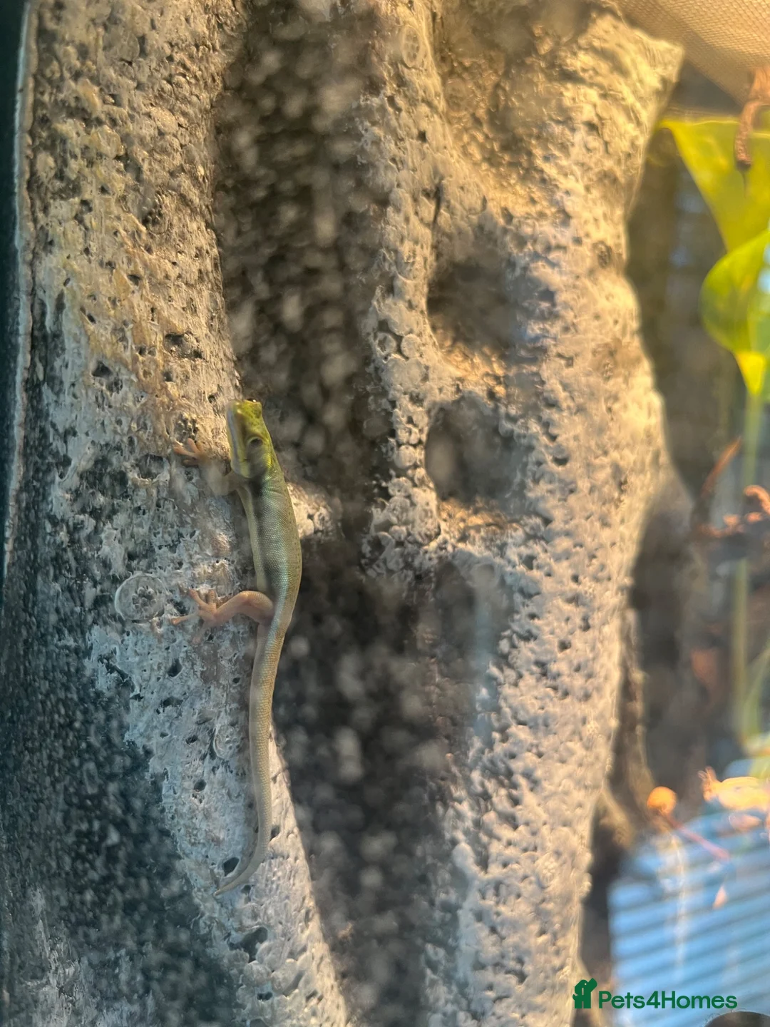 Gecko reptiles for sale: Neon geckos  - Advert 2