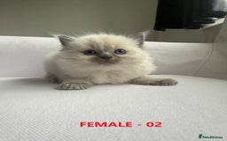 Ragdoll cats for sale: GCCF Ragdoll Kittens – Loving Homes 💕 - Image 4