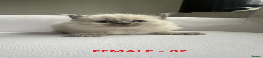 Female 02