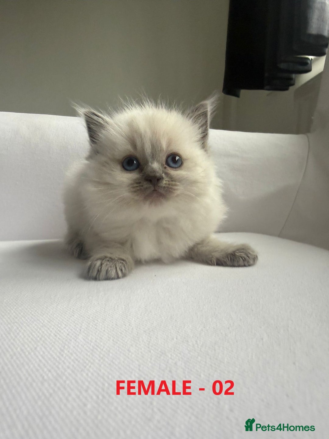 Ragdoll cats for sale: GCCF Ragdoll Kittens – Loving Homes 💕 - Image 4