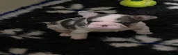 French Bulldog dogs for sale: Baby meets Gotti  - Advert 6
