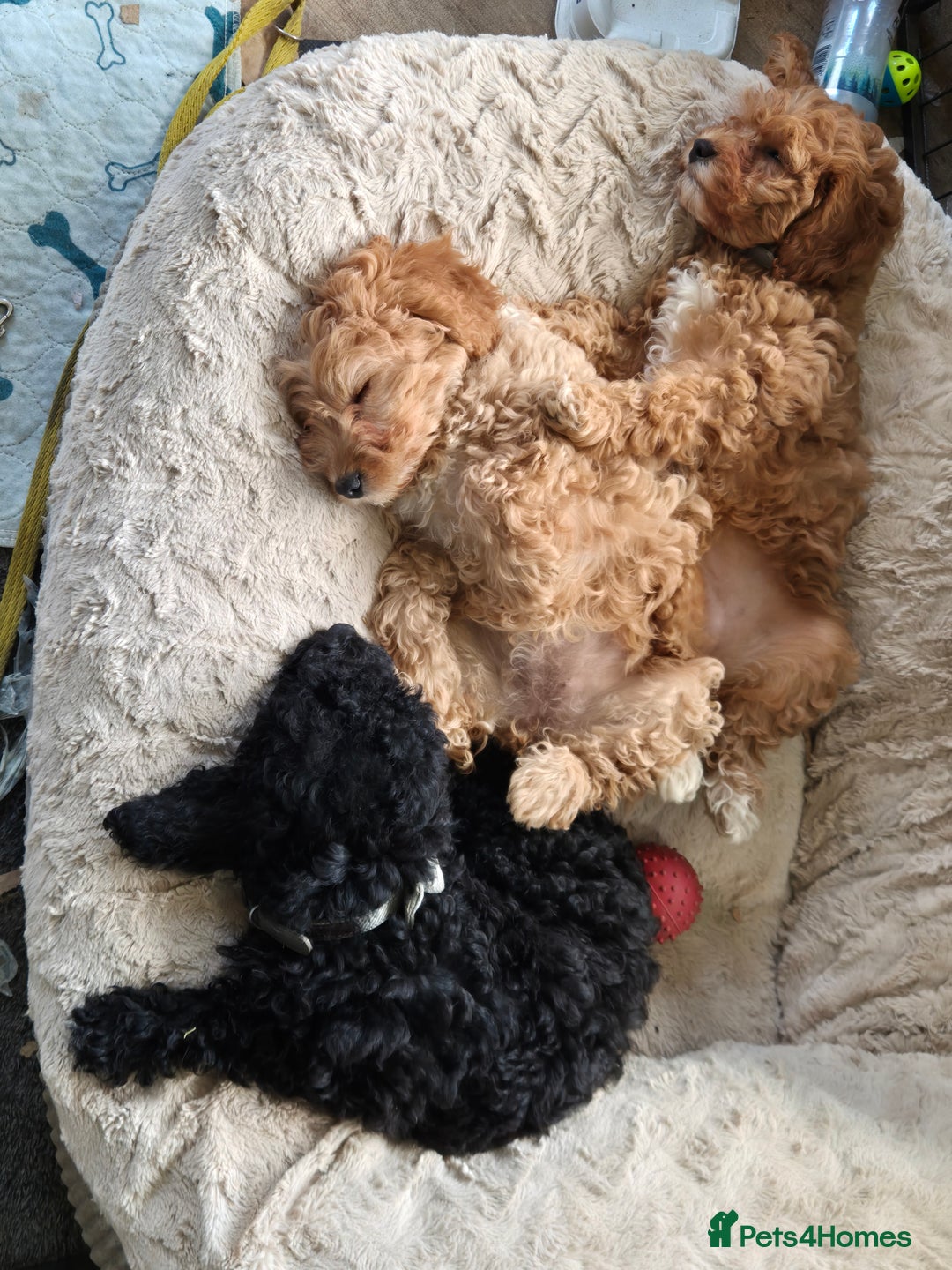 Cavapoo dogs for sale: Ready now - Gorgeous red Cavapoo girl - Advert 4