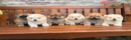 Chow Chow dogs for sale: Cream chow chow puppies - Advert 10