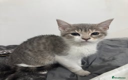 Domestic Shorthair cats for sale: beautiful kittens ready to leave now FEMALE in Luton - Image 1