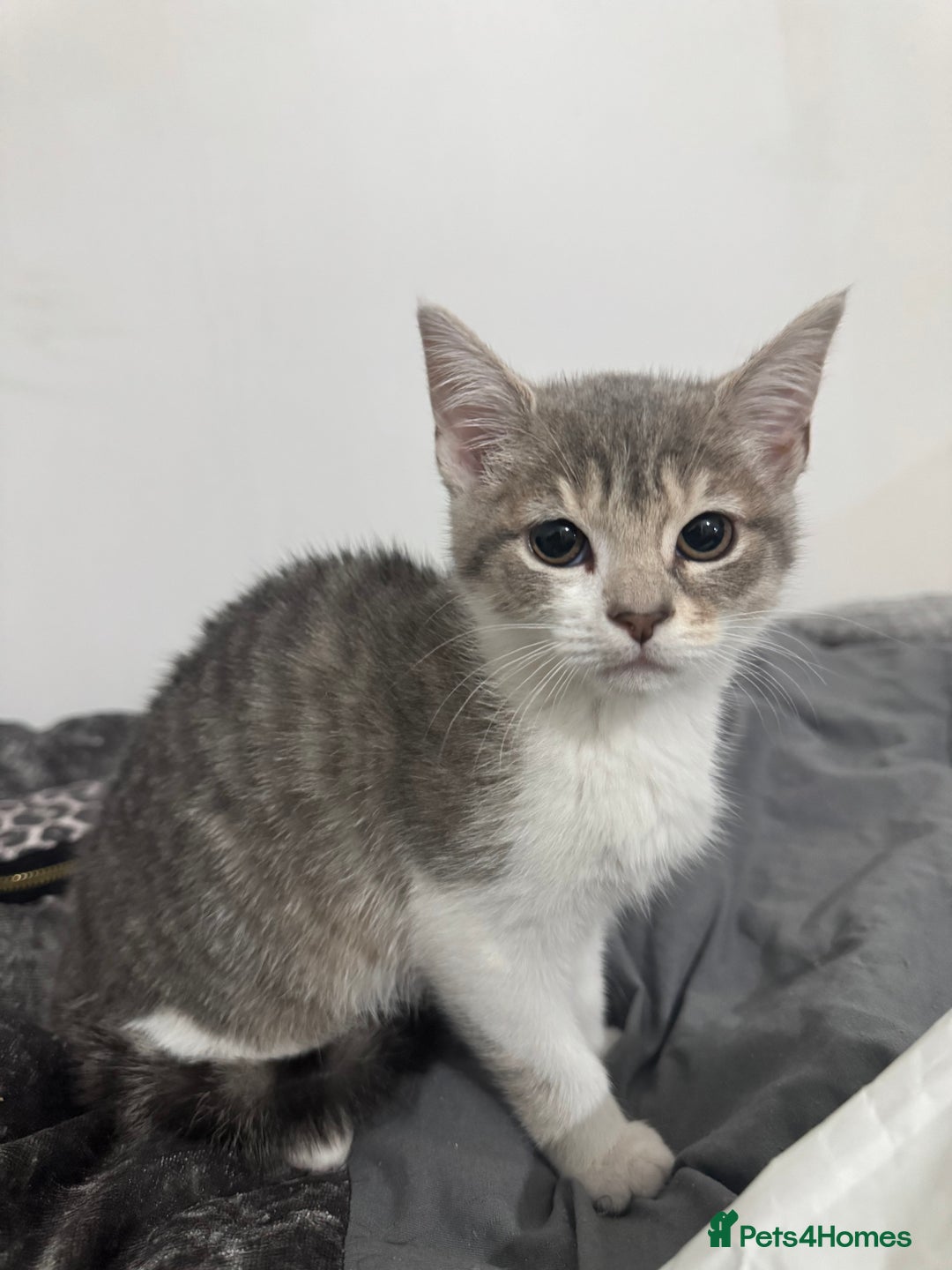 Domestic Shorthair cats for sale: beautiful kittens ready to leave now FEMALE in Luton - Image 1