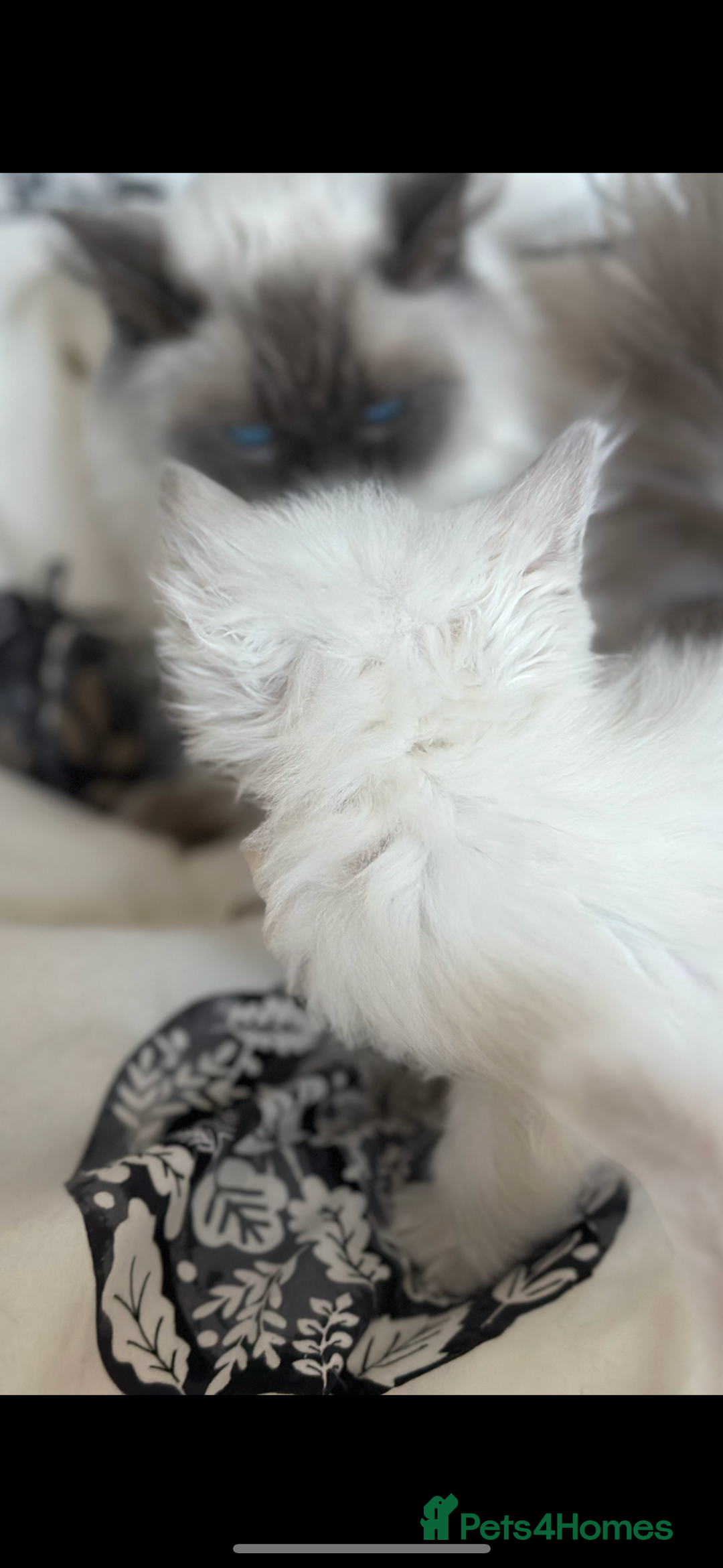 Ragdoll cats for sale: 🌼GCCF waiting list now open for spring babies 🌼 - Advert 16