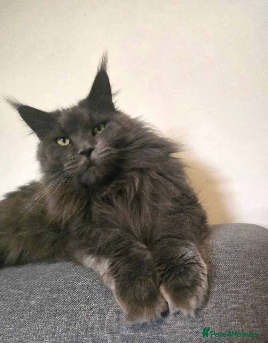 Maine Coon cats for sale: Blue female Maine coon - Advert 12