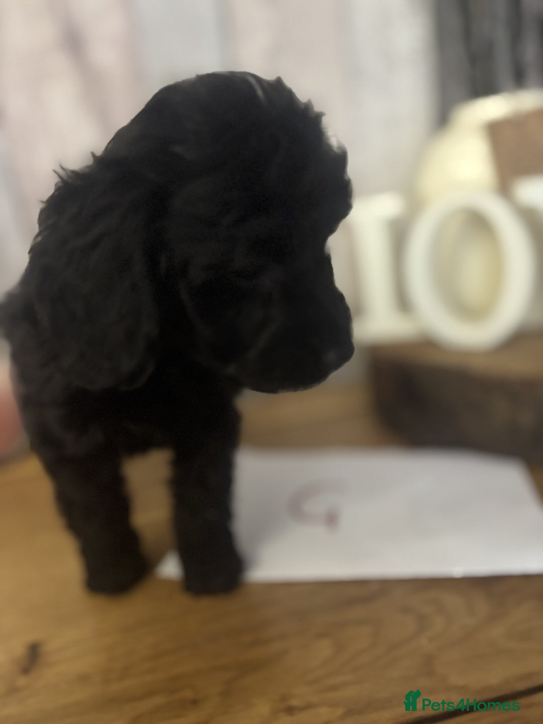 Cockapoo dogs for sale: Cockapoo Puppies looking for their forever homes - Advert 25