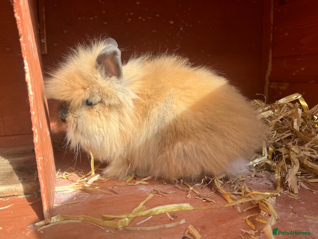 Lionhead rabbits for sale: Lionhead bunnies  - Image 7