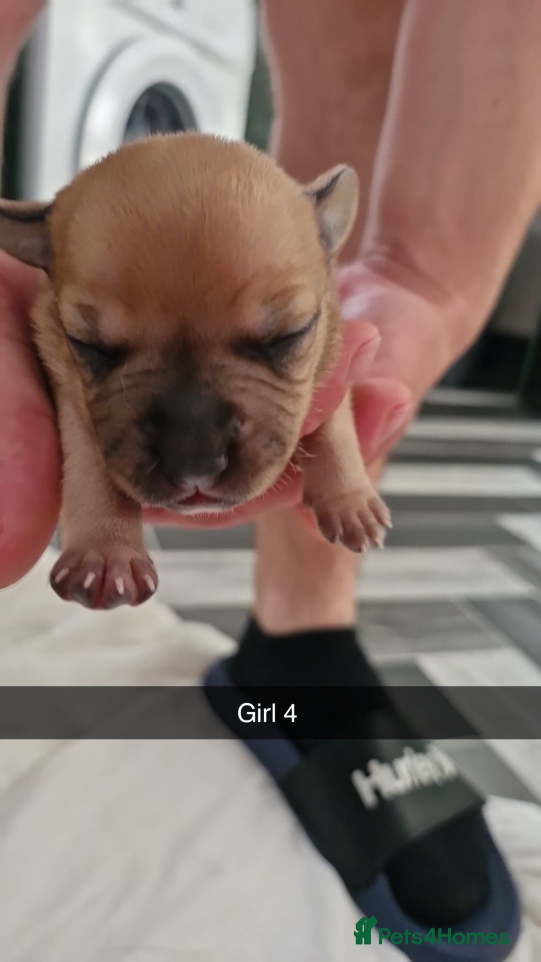 Mixed Breed dogs for sale: Staffie bullweiler puppies  - Image 16