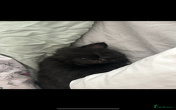 British Shorthair cats for sale: 4 kittens is looking for a loving home in Burton-on-Trent - Image 4
