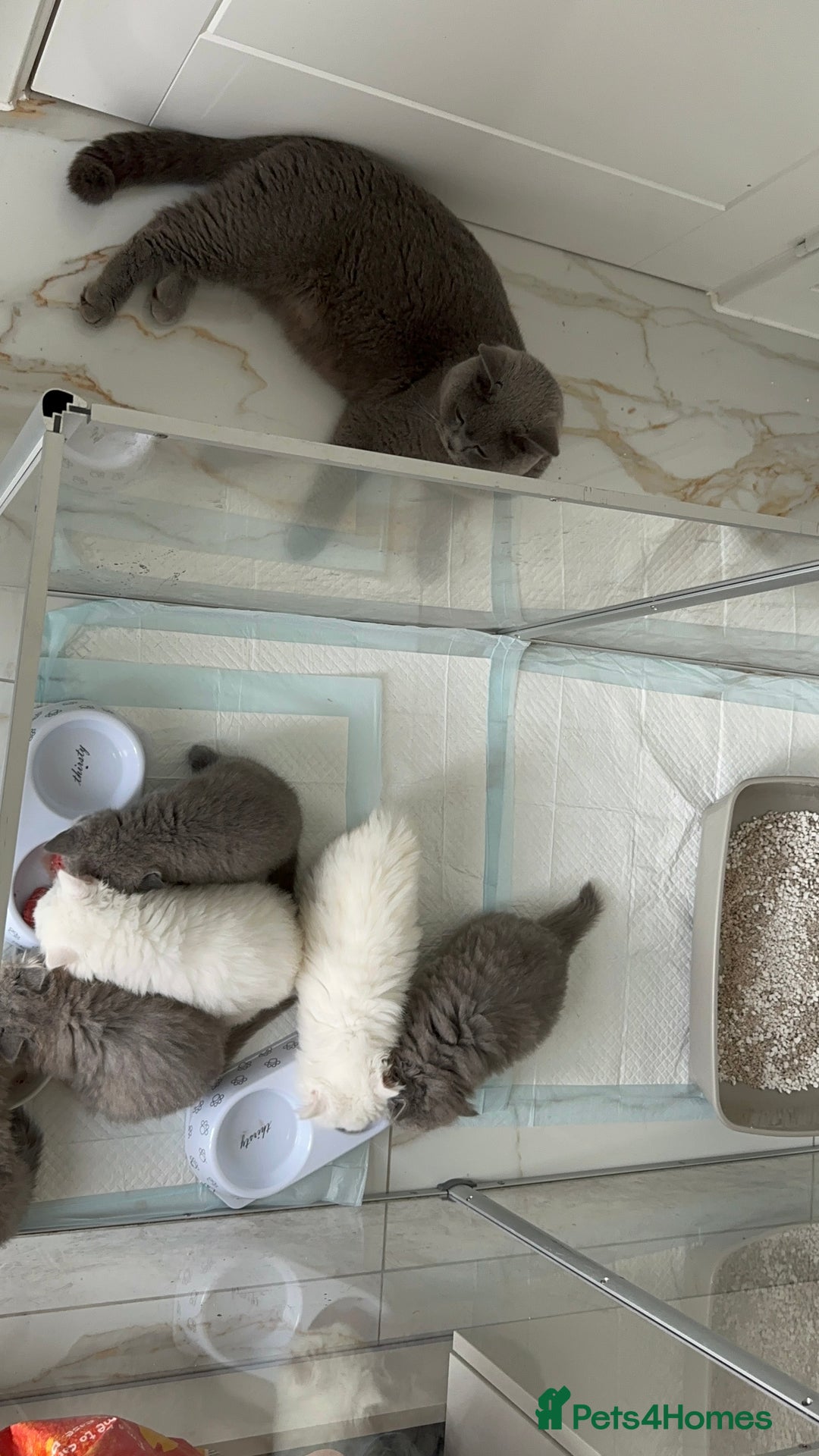 British Shorthair cats for sale: Blue British Shorthair GCCF - Image 14