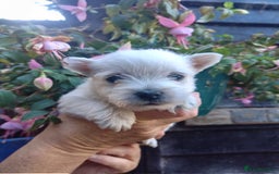 West Highland Terrier dogs for sale: Gorgeous KC registered Westie pups - Image 1